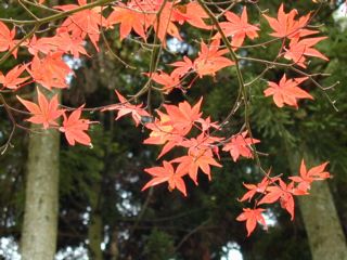 �傫���Ȃ��