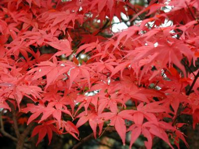 �傫���Ȃ��